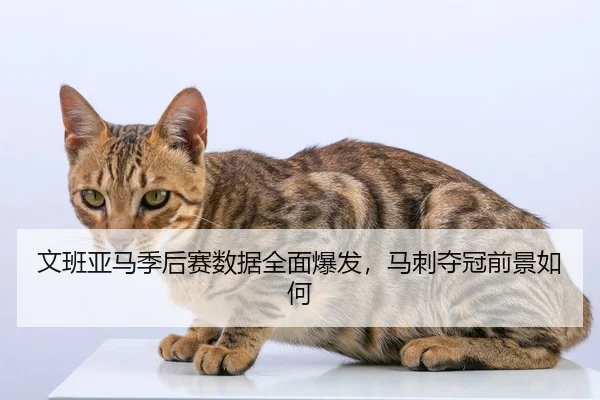 文班亚马季后赛数据全面爆发，马刺夺冠前景如何